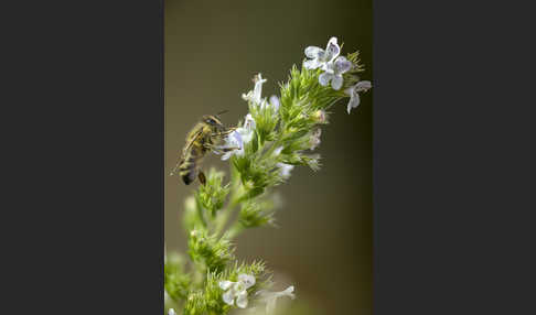 Westliche Honigbiene (Apis mellifera)