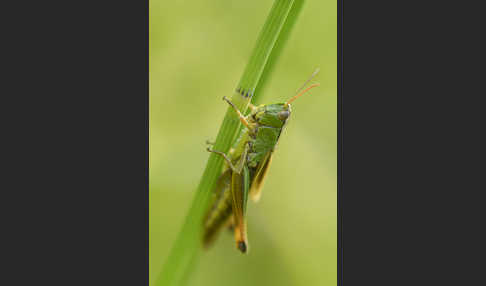 Sumpf-Grashüpfer (Chorthippus montanus)