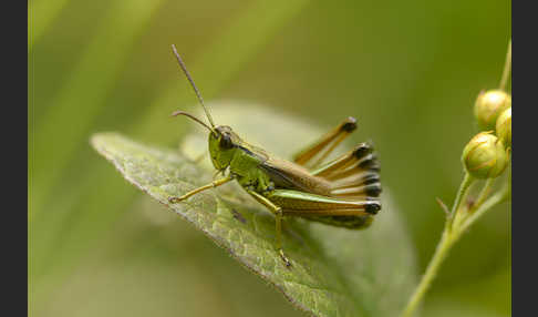 Sumpf-Grashüpfer (Chorthippus montanus)