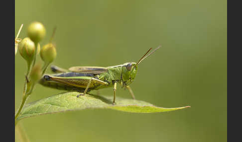 Sumpf-Grashüpfer (Chorthippus montanus)