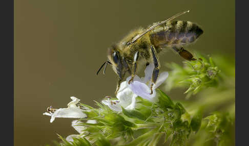 Westliche Honigbiene (Apis mellifera)