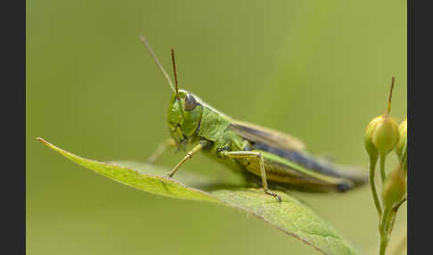 Sumpf-Grashüpfer (Chorthippus montanus)