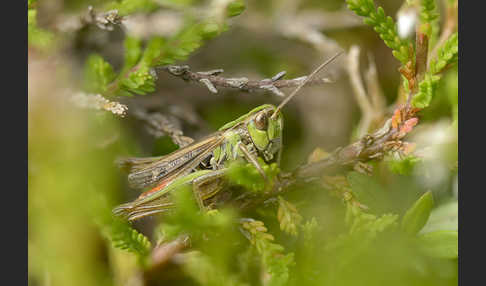 Kleiner Heidegrashüpfer (Stenobothrus stigmaticus)