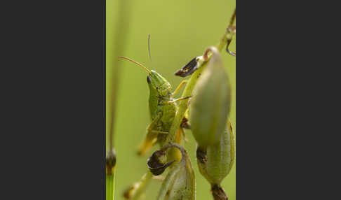 Sumpf-Grashüpfer (Chorthippus montanus)