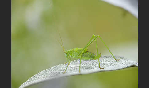 Gemeine Sichelschrecke (Phaneroptera falcata)