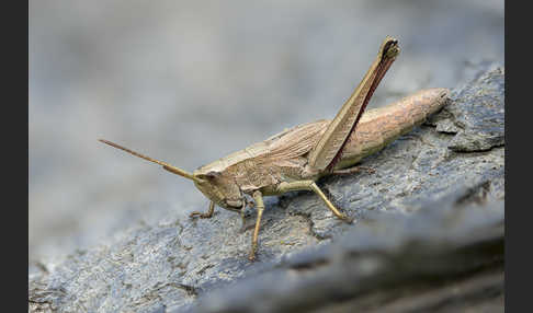 Große Goldschrecke (Chrysochraon dispar)