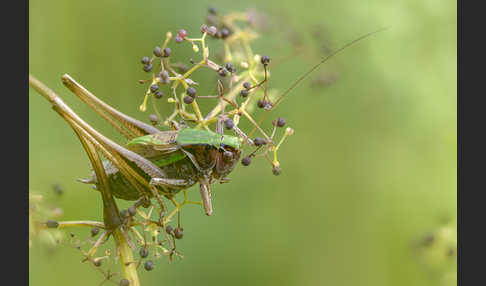 Roesels Beißschrecke (Metrioptera roeselii)