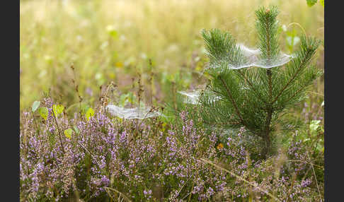 Heidekraut (Calluna vulgaris)