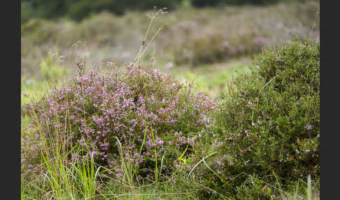 Heidekraut (Calluna vulgaris)