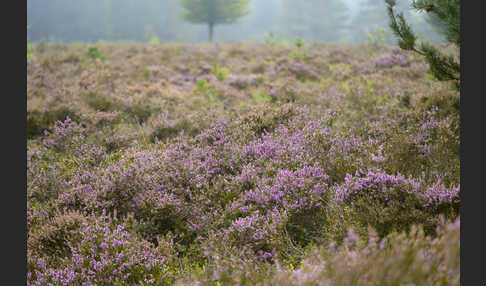 Heidekraut (Calluna vulgaris)