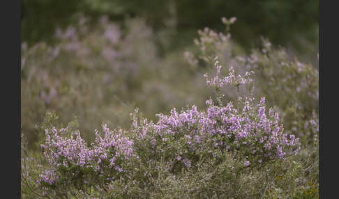 Heidekraut (Calluna vulgaris)