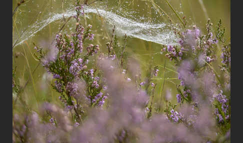 Heidekraut (Calluna vulgaris)