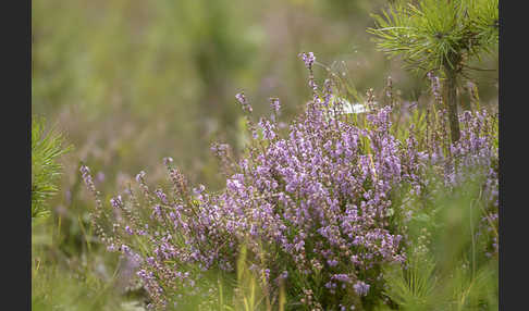 Heidekraut (Calluna vulgaris)