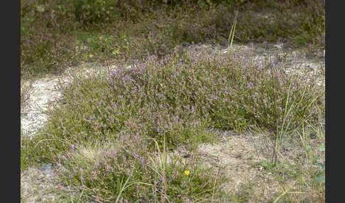 Heidekraut (Calluna vulgaris)