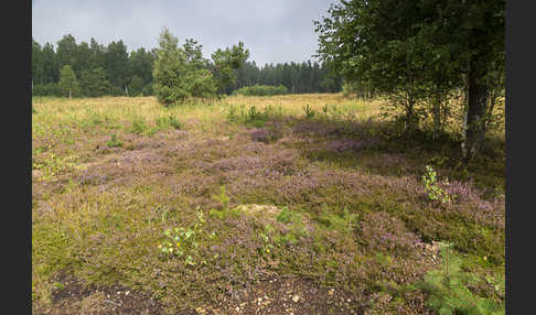 Heidekraut (Calluna vulgaris)