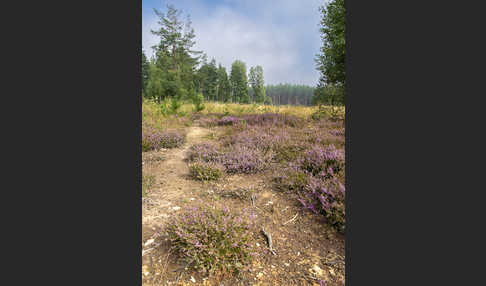 Heidekraut (Calluna vulgaris)