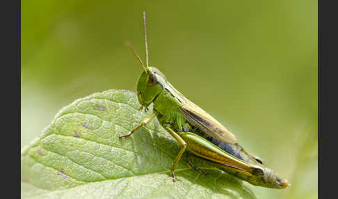 Sumpf-Grashüpfer (Chorthippus montanus)