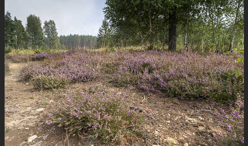 Heidekraut (Calluna vulgaris)