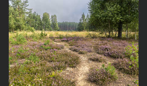 Heidekraut (Calluna vulgaris)