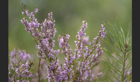 Heidekraut (Calluna vulgaris)