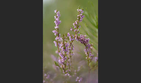 Heidekraut (Calluna vulgaris)