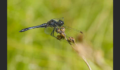 Schwarze Heidelibelle (Sympetrum danae)