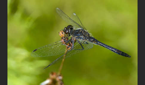 Schwarze Heidelibelle (Sympetrum danae)