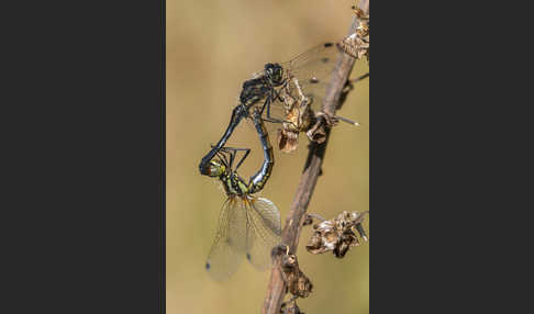 Schwarze Heidelibelle (Sympetrum danae)