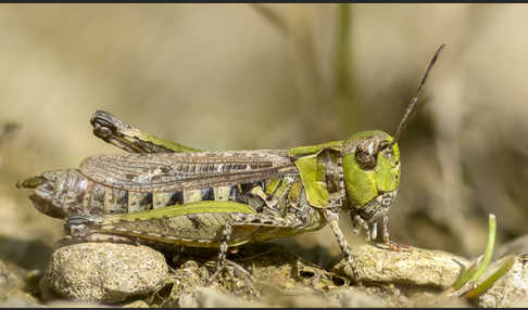 Kleiner Heidegrashüpfer (Stenobothrus stigmaticus)