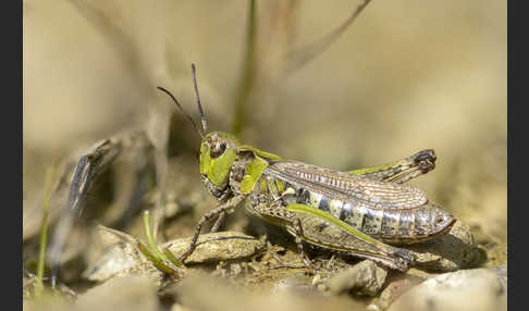 Kleiner Heidegrashüpfer (Stenobothrus stigmaticus)