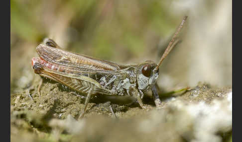 Wiesen-Grashüpfer (Chorthippus dorsatus)