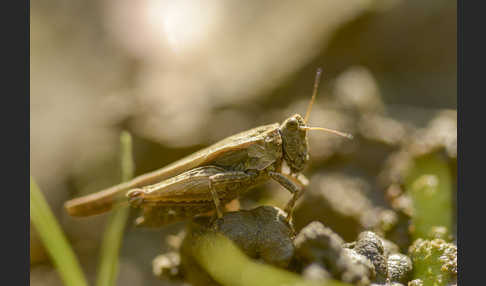 Säbeldornschrecke (Tetrix subulata)