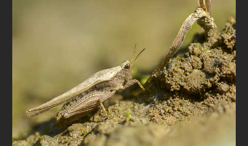 Säbeldornschrecke (Tetrix subulata)