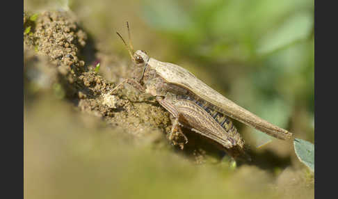 Säbeldornschrecke (Tetrix subulata)