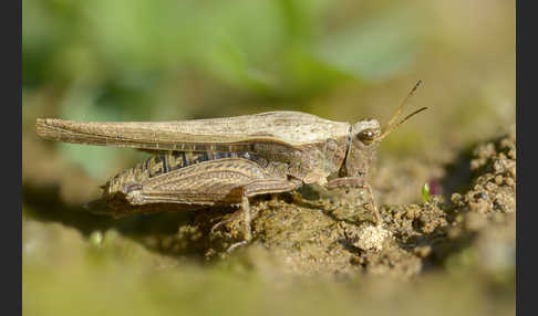 Säbeldornschrecke (Tetrix subulata)