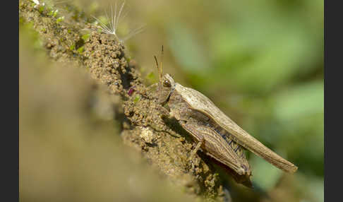 Säbeldornschrecke (Tetrix subulata)