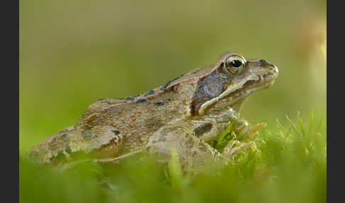 Grasfrosch (Rana temporaria)