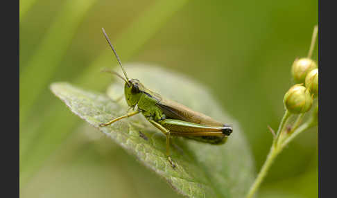 Sumpf-Grashüpfer (Chorthippus montanus)