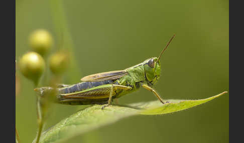 Sumpf-Grashüpfer (Chorthippus montanus)