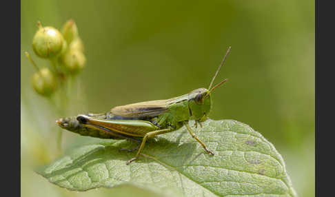 Sumpf-Grashüpfer (Chorthippus montanus)