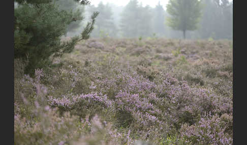 Heidekraut (Calluna vulgaris)