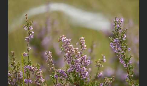 Heidekraut (Calluna vulgaris)