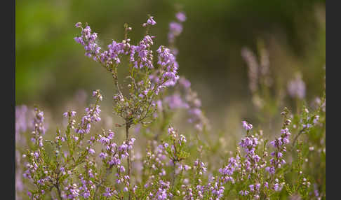 Heidekraut (Calluna vulgaris)