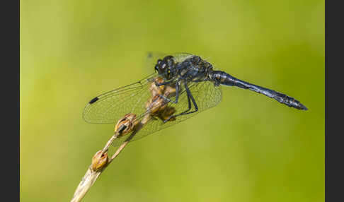 Schwarze Heidelibelle (Sympetrum danae)