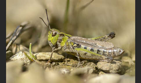 Kleiner Heidegrashüpfer (Stenobothrus stigmaticus)