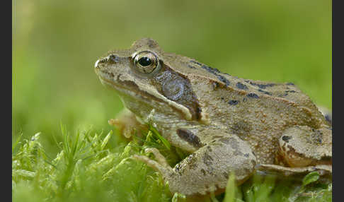 Grasfrosch (Rana temporaria)