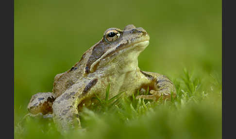 Grasfrosch (Rana temporaria)