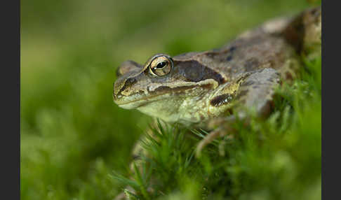 Grasfrosch (Rana temporaria)