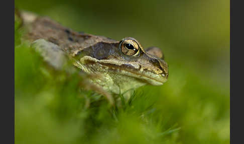 Grasfrosch (Rana temporaria)