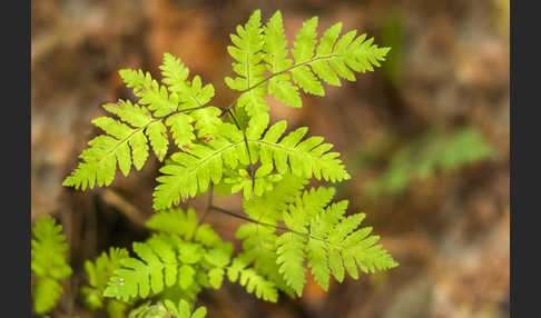 Eichenfarn (Gymnocarpium dryopteris)